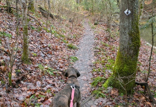 Koomer Ridge Trail